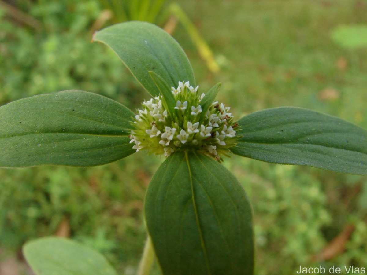Mitracarpus hirtus (L.) DC.
